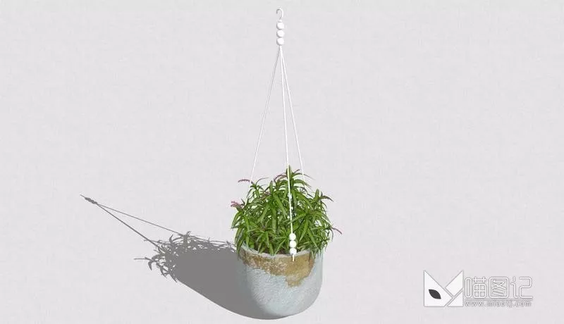 植物盆栽664