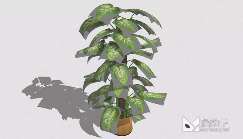 植物盆栽352