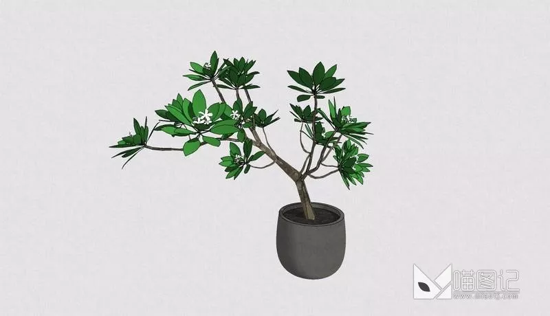 植物盆栽4934