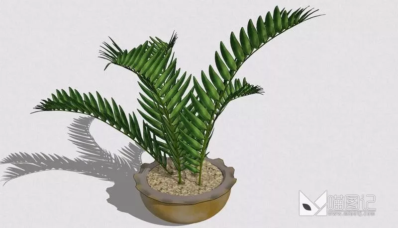 植物盆栽716