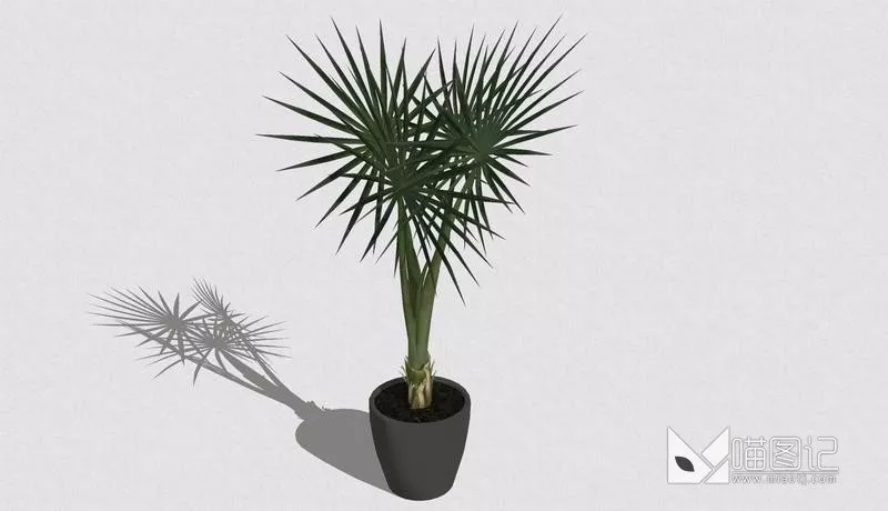 植物盆栽733