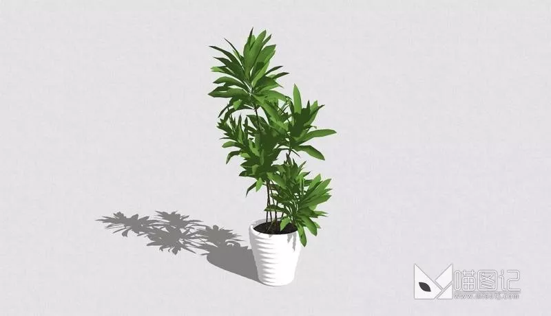 植物盆栽4935