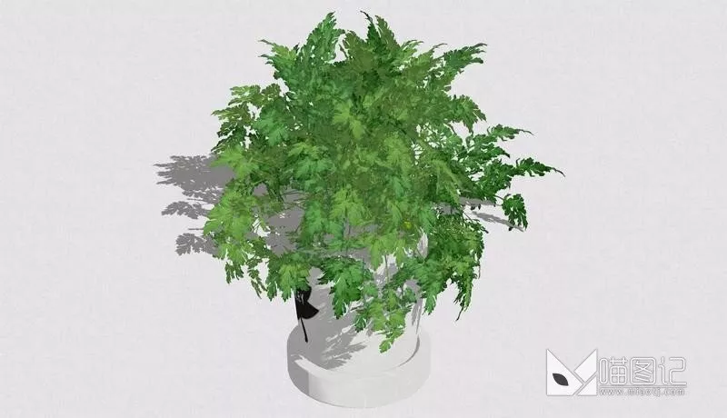 植物盆栽751