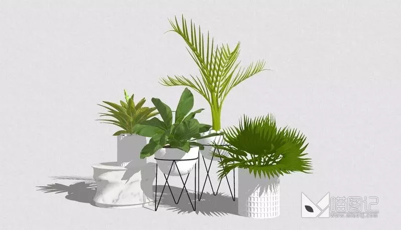 植物盆栽6361