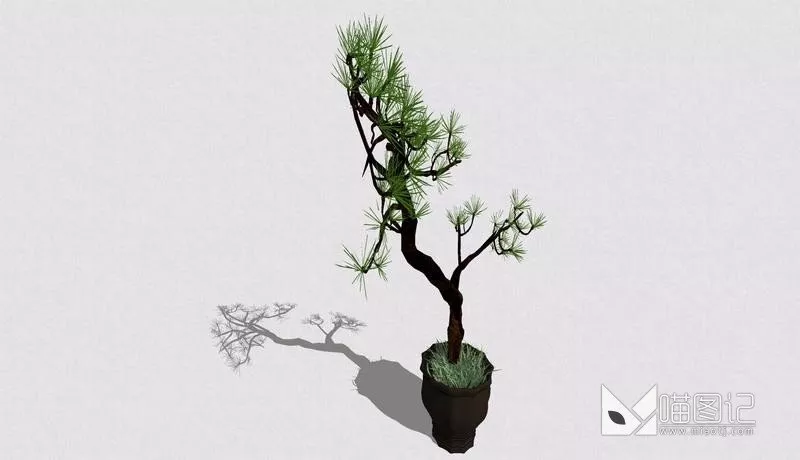 植物盆栽4923