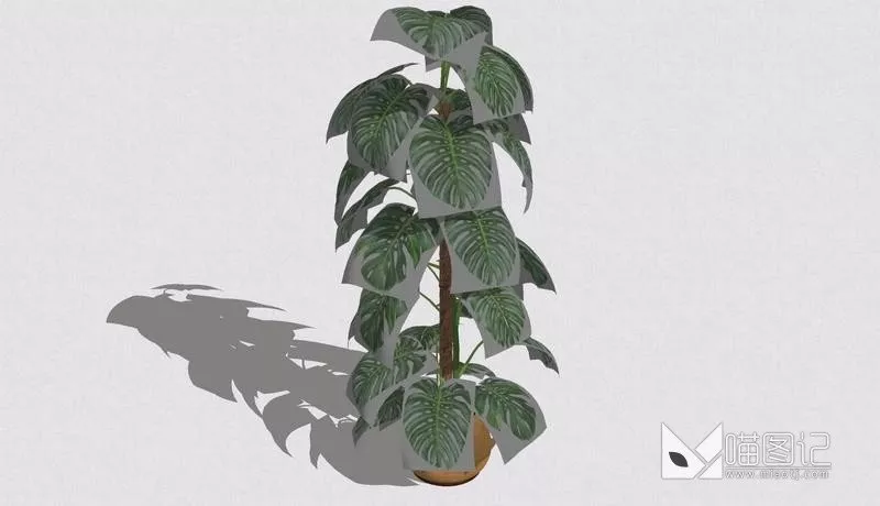 植物盆栽678