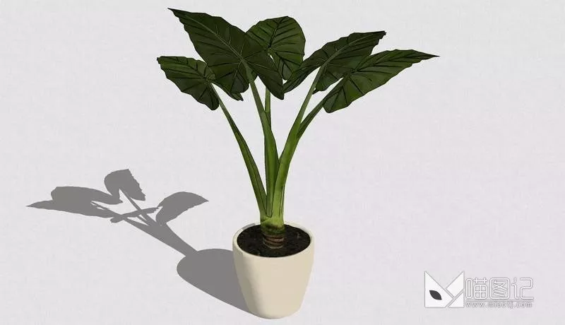 植物盆栽727