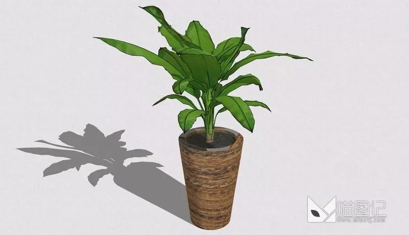 植物盆栽714