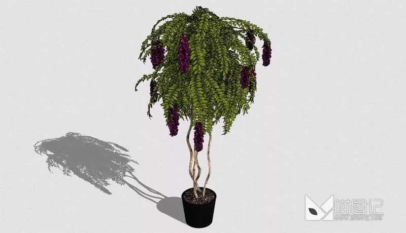 植物盆栽6360