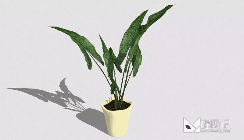 植物盆栽729