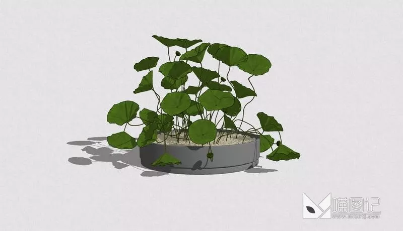 植物盆栽6359
