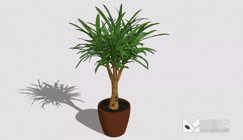 植物盆栽725