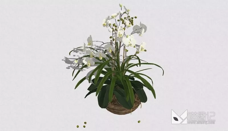 植物盆栽1072