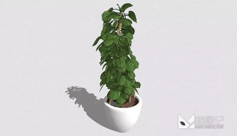 植物盆栽4910