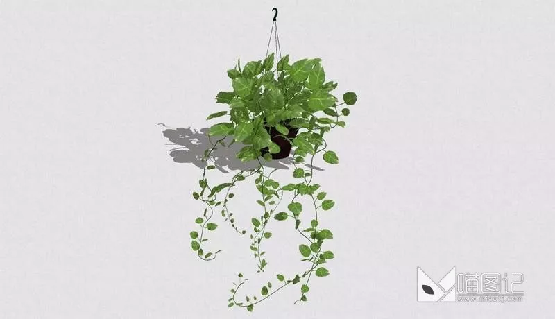 植物盆栽752