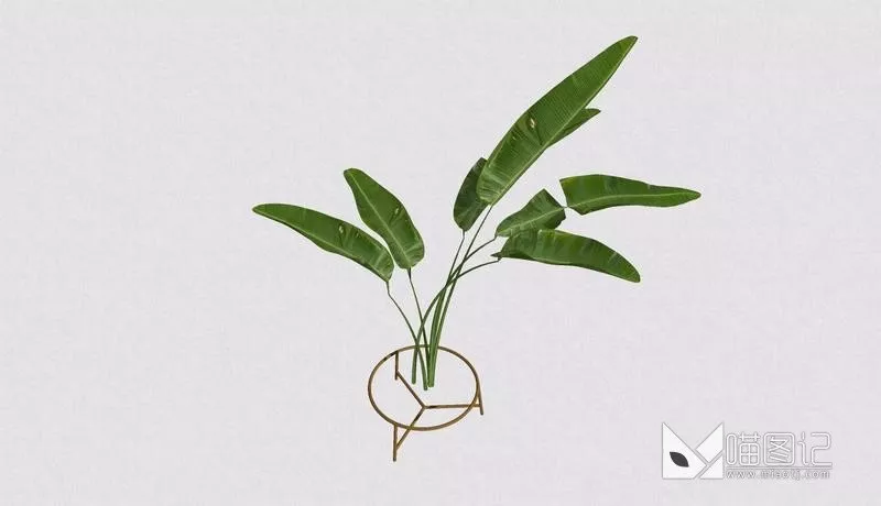 植物盆栽4930