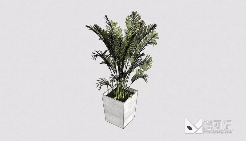 植物盆栽4922