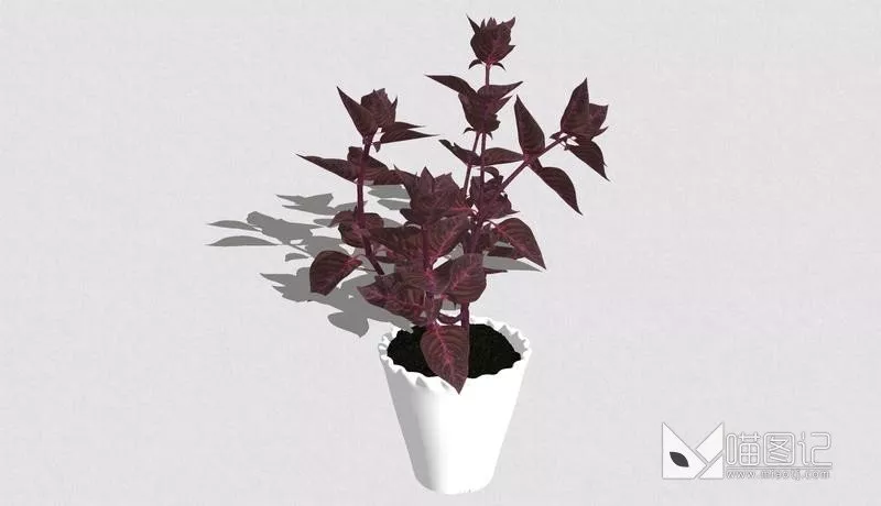 植物盆栽753