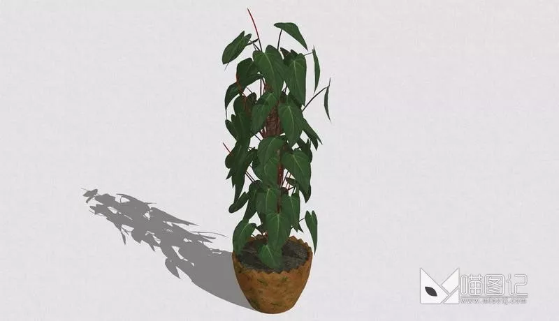 植物盆栽731